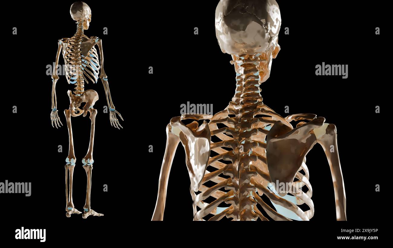 human male skeleton rotating on black background, skeletal system, medically accurate, bone structure Skull, spine, rib cage, pelvis, joints, full bod Stock Photo