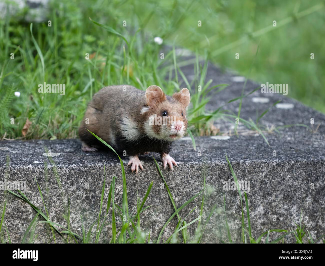 European hamster, Cricetus cricetus single mammal by gravestone, Vienna, Austria, May 2024 Stock Photo