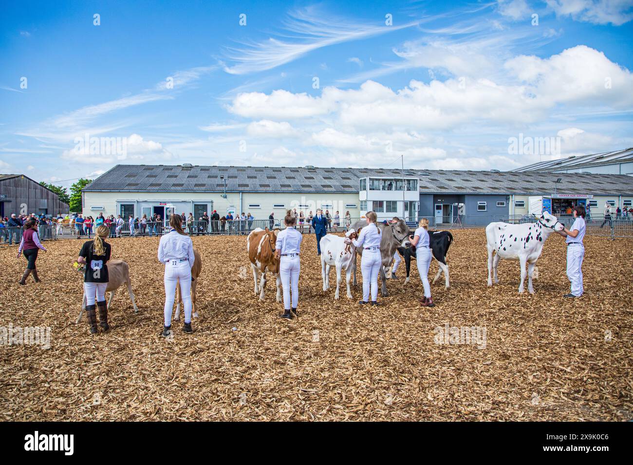 SHEPTON MALLET, SOMERSET, UK. 1st June, 2024,    Young handlers showing their dairy cows at the Royal Bath and West Show. Credit John Rose/Alamy Live News Stock Photo