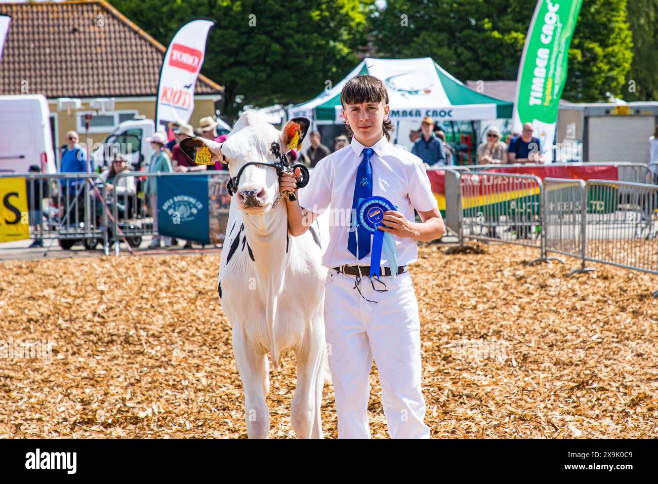 SHEPTON MALLET, SOMERSET, UK. 1st June, 2024,    Young handlers competition winner for age group, Oscar Yates (age 14 years) from Downhead  showing his Holstein cow at the Royal Bath and West Show 2024. Credit John Rose/Alamy Live News Stock Photo