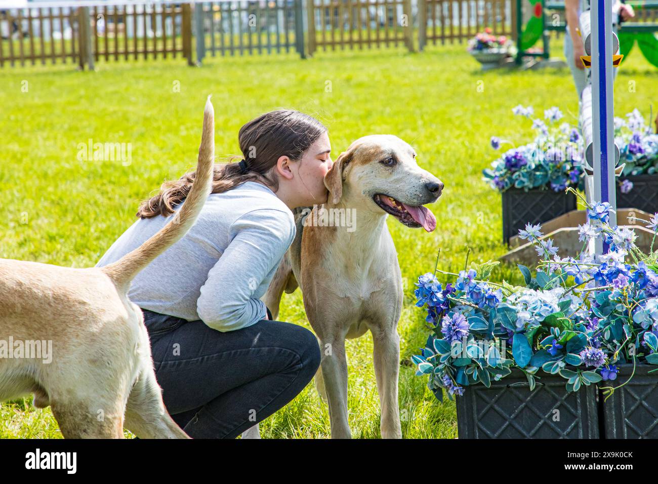 SHEPTON MALLET, SOMERSET, UK, 1ST JUNE, 2024. Children having fun meeting, stroking and petting a pack of fox hounds. Credit John Rose/Alamy Live News Stock Photo