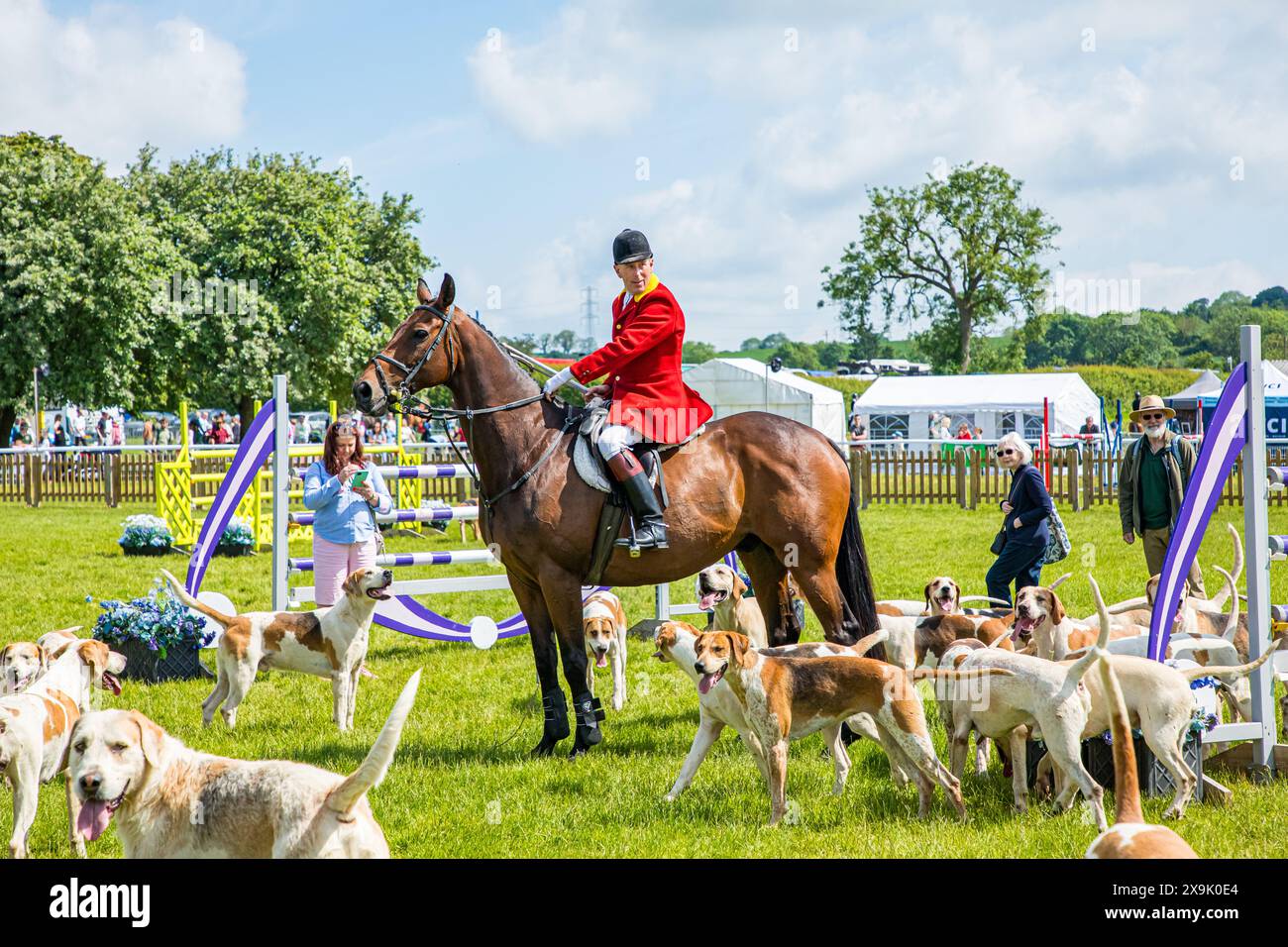 SHEPTON MALLET, SOMERSET, UK, 1st June, 2024, Parade of a pack of Hounds led by the Hunt Master in his hunting pink, at The Royal Bath and West Show 2024. Credit John Rose/Alamy Live News Stock Photo
