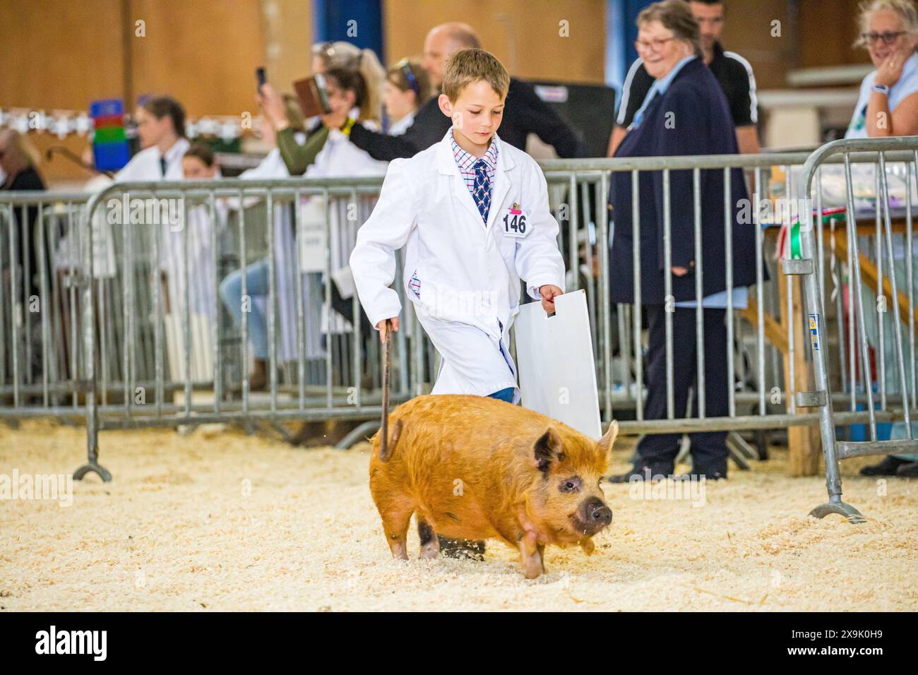 SHEPTON MALLET, SOMERSET, UK. 1st June, 2024,    Young handlers 8 years and under showing their pigs at the Royal Bath and West Show. Credit John Rose/Alamy Live News Stock Photo