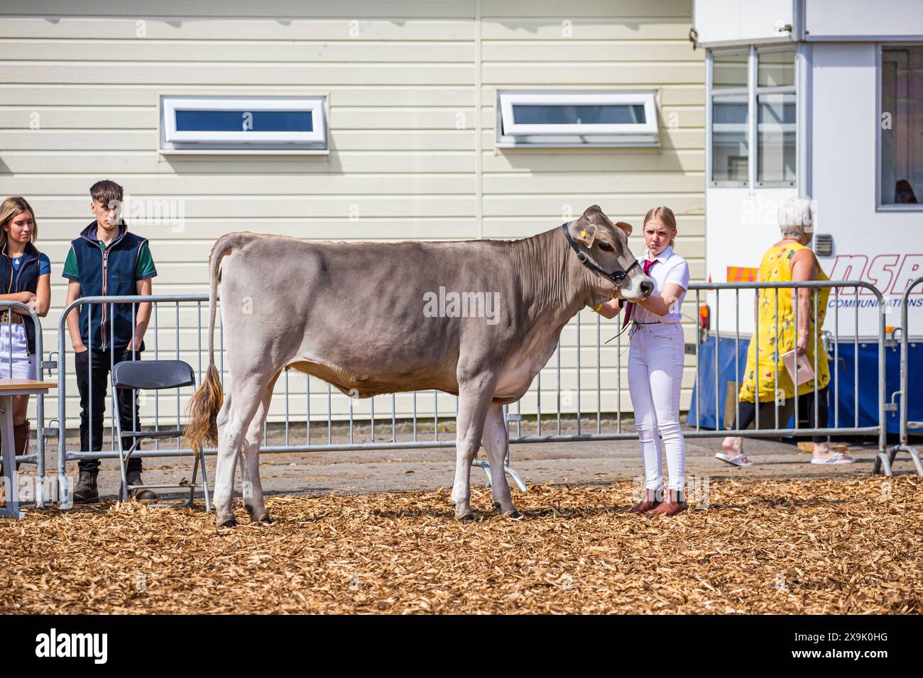 SHEPTON MALLET, SOMERSET, UK. 1st June, 2024,    Young handlers showing their dairy cows at the Royal Bath and West Show. Credit John Rose/Alamy Live News Stock Photo