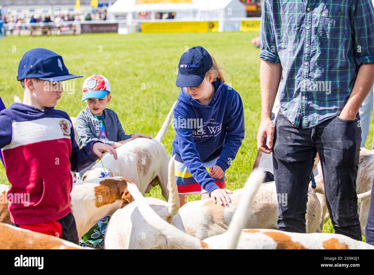 SHEPTON MALLET, SOMERSET, UK, 1st June, 2024, Children meeting and petting a pack of Hounds led by the Hunt Master in his hunting pink, at The Royal Bath and West Show 2024. Credit John Rose/Alamy Live News Stock Photo