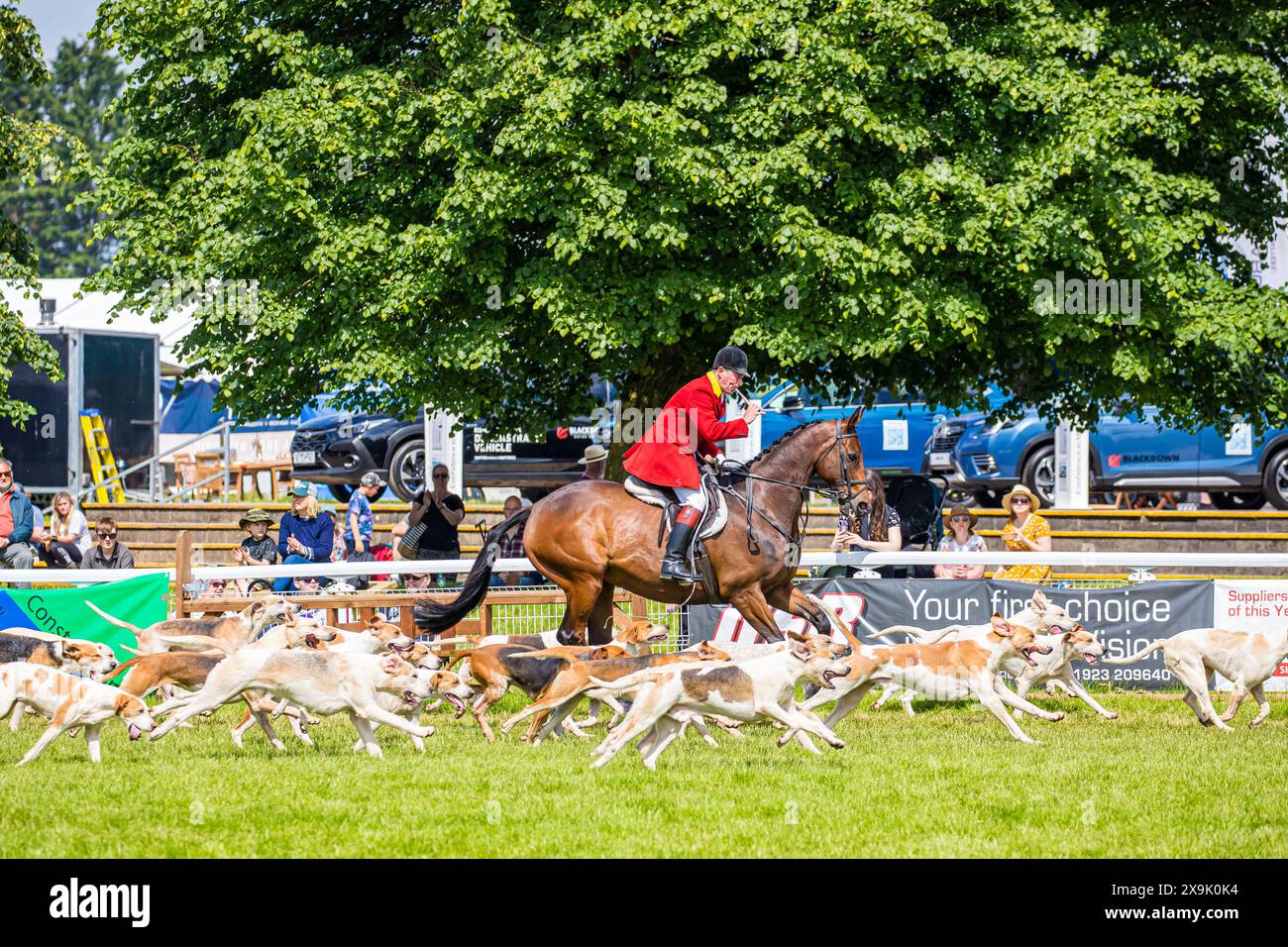 SHEPTON MALLET, SOMERSET, UK, 1st June, 2024, Parade of a pack of Hounds led by the Hunt Master in his hunting pink, at The Royal Bath and West Show 2024. Credit John Rose/Alamy Live News Stock Photo