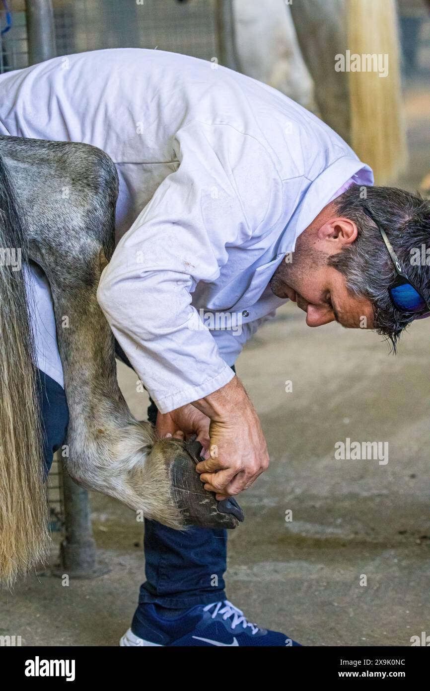 SHEPTON MALLET, SOMERSET, UK. 1st June, 2024,  close up and detail shots Farriers making horseshoes in forges and fitting them to horses in the  apprentice class shoeing at the Royal Bath and West Show 2024. Credit John Rose/Alamy Live News Stock Photo