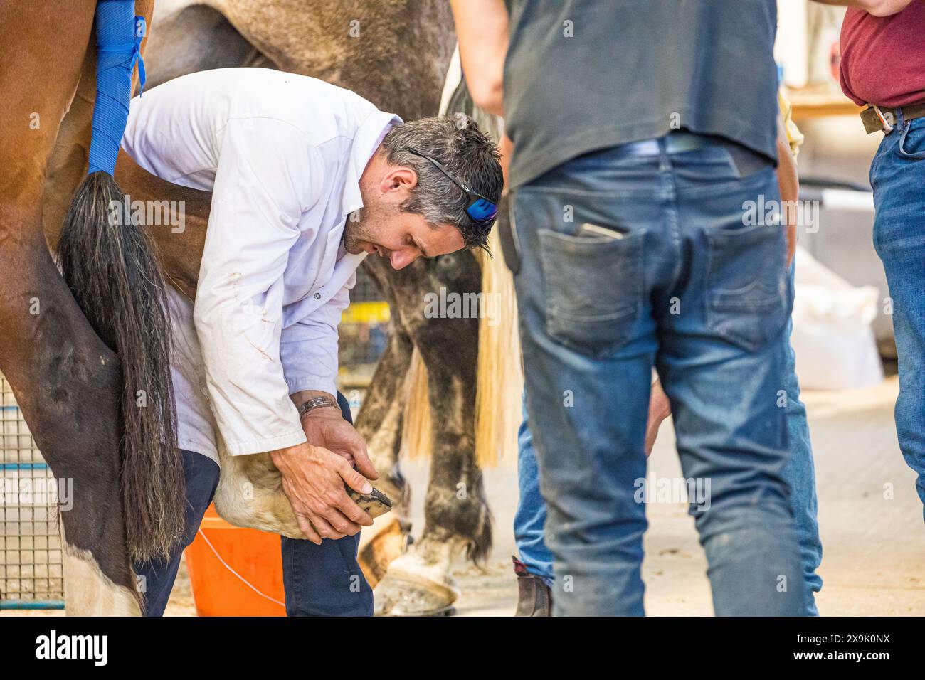 SHEPTON MALLET, SOMERSET, UK. 1st June, 2024,  close up and detail shots Farriers making horseshoes in forges and fitting them to horses in the  apprentice class shoeing at the Royal Bath and West Show 2024. Credit John Rose/Alamy Live News Stock Photo