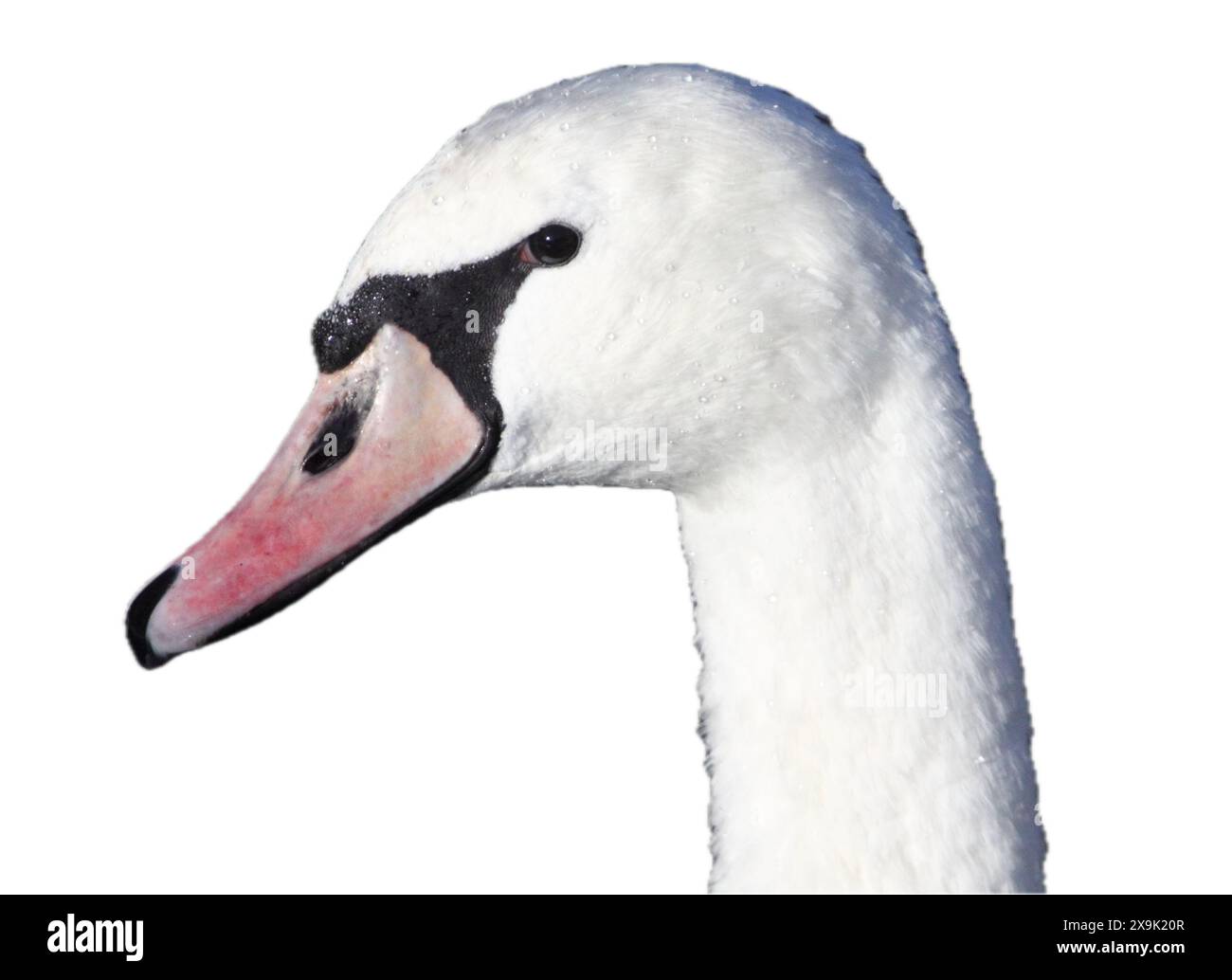 The mute swan (Cygnus olor) is a species of swan and a member of the waterfowl family Anatidae Stock Photo