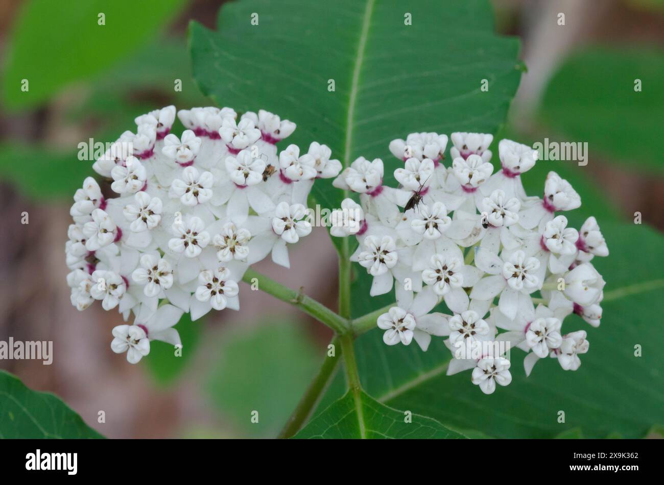 Redring Milkweed, Asclepias variegata Stock Photo - Alamy