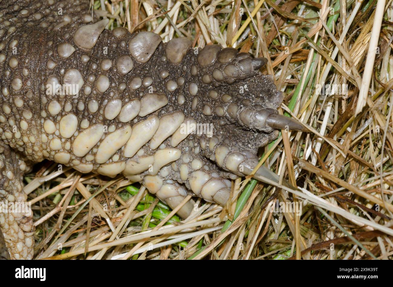 Common Snapping Turtle, Chelydra serpentina, foot and claws Stock Photo ...