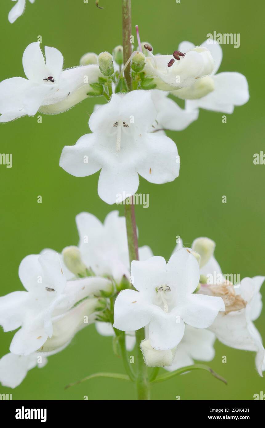White Wand Penstemon, Penstemon tubaeflorus Stock Photo
