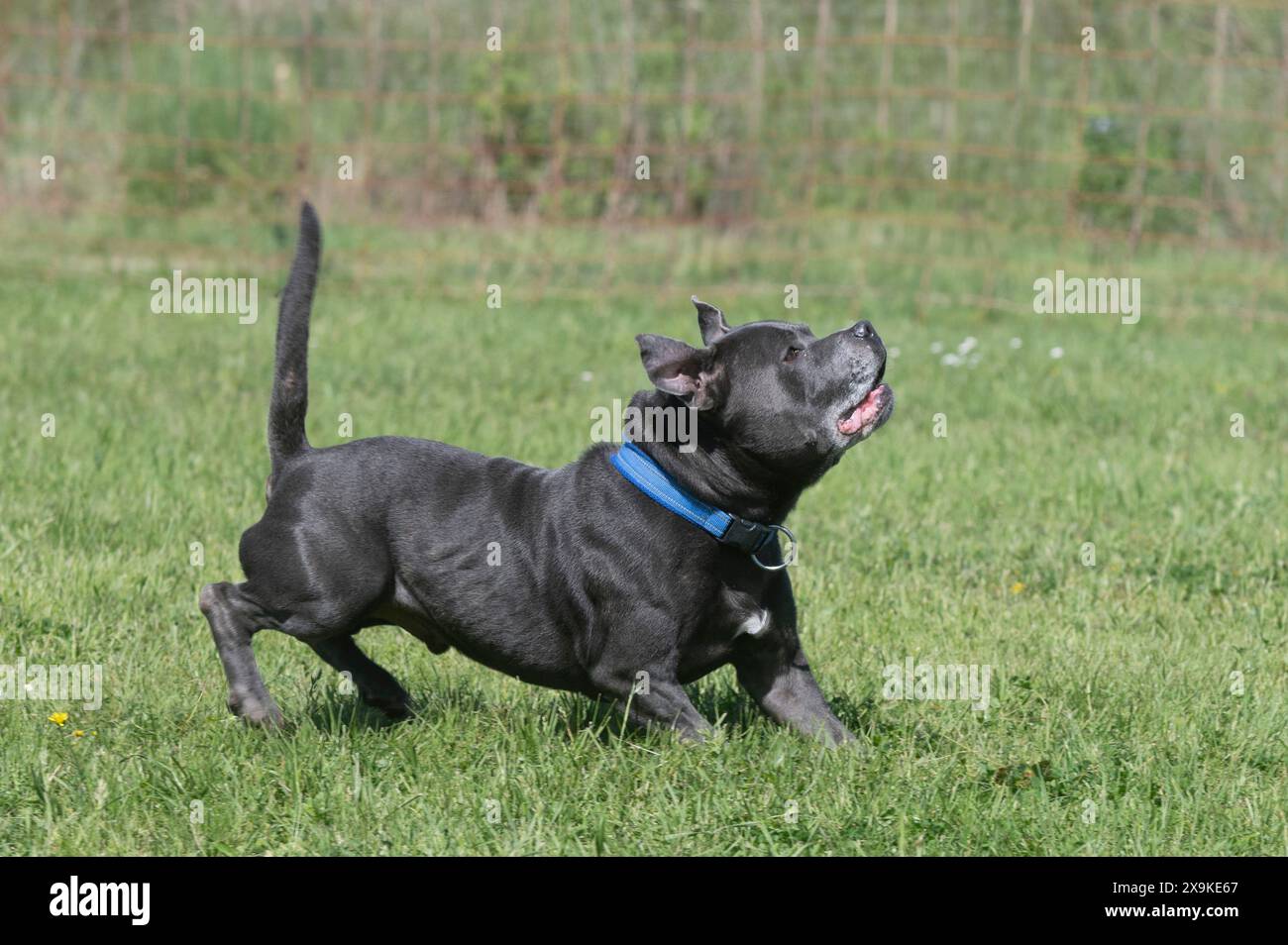 Staffordshire Bull Terrier Training For Obedience Discipline Stock Staffordshire Bull Terrier Training For Obedience Discipline Stock