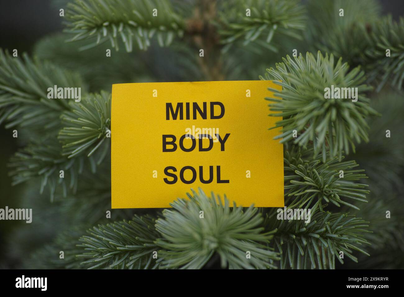 A yellow paper note with the words Mind, Body, Soul on it being held up by a fir tree branch. Close up. Stock Photo