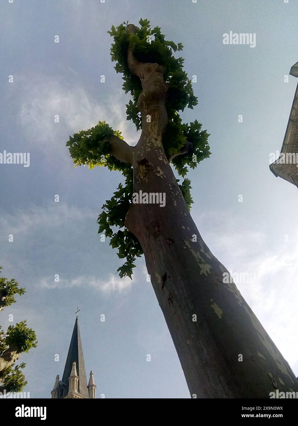 Image Arbre Famille Vintage Nature Imprimer. Vecteur Illustration de
