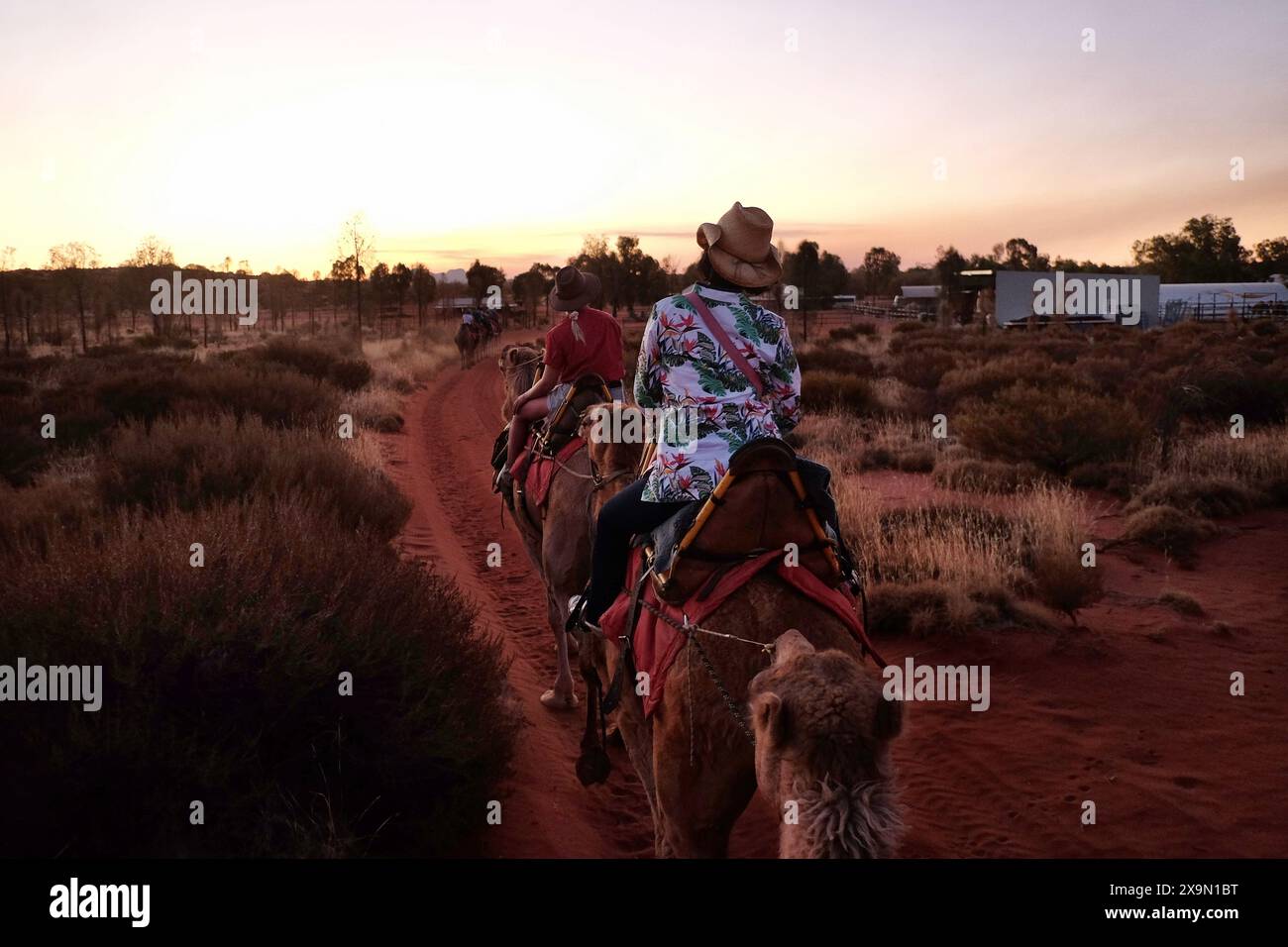Woman riding a camel returning to the camel farm along a red sandy trail with desert shrubs, grass and outback sheds at dusk in Central Australia Stock Photo