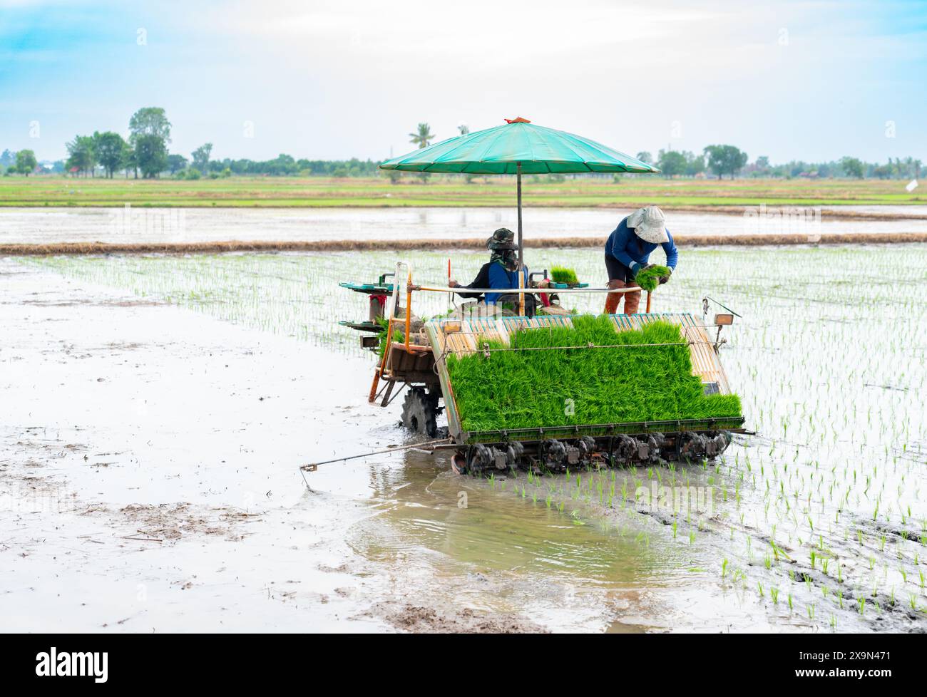 Farmers use rice planters in the middle of the rice fields. New ...
