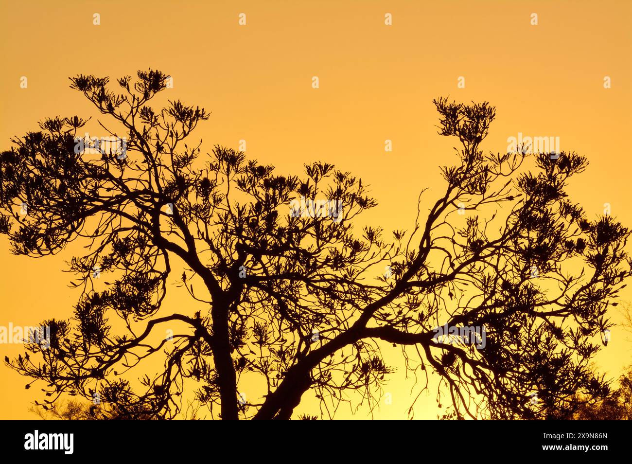 A banksia tree in silhouette at sunset with golden light behind it at Kogolaup Lake, Beeliar Regional Park, Perth, Western Australia. Stock Photo