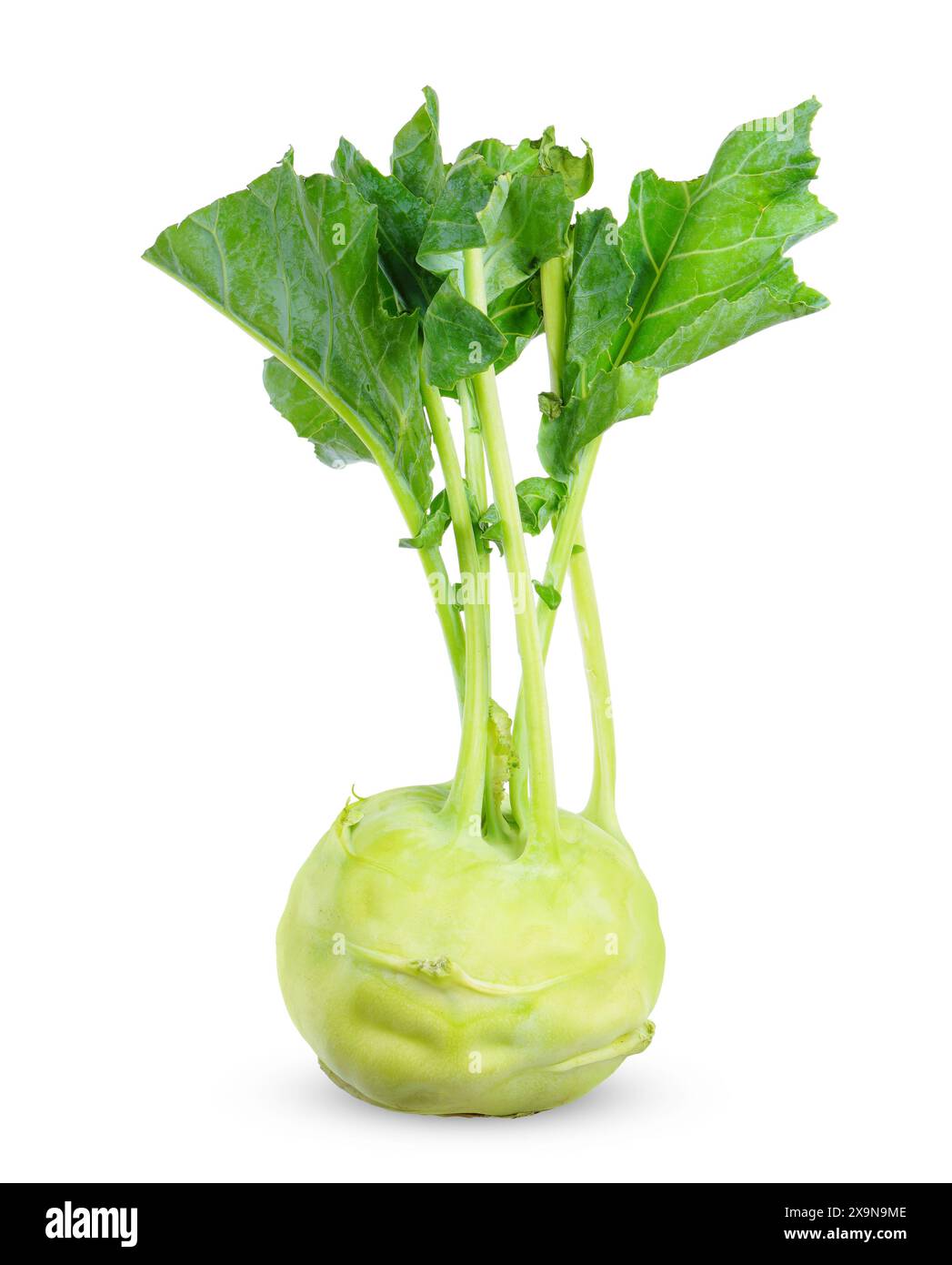 kohlabi isolated on white background. kohlabi clipping path Stock Photo