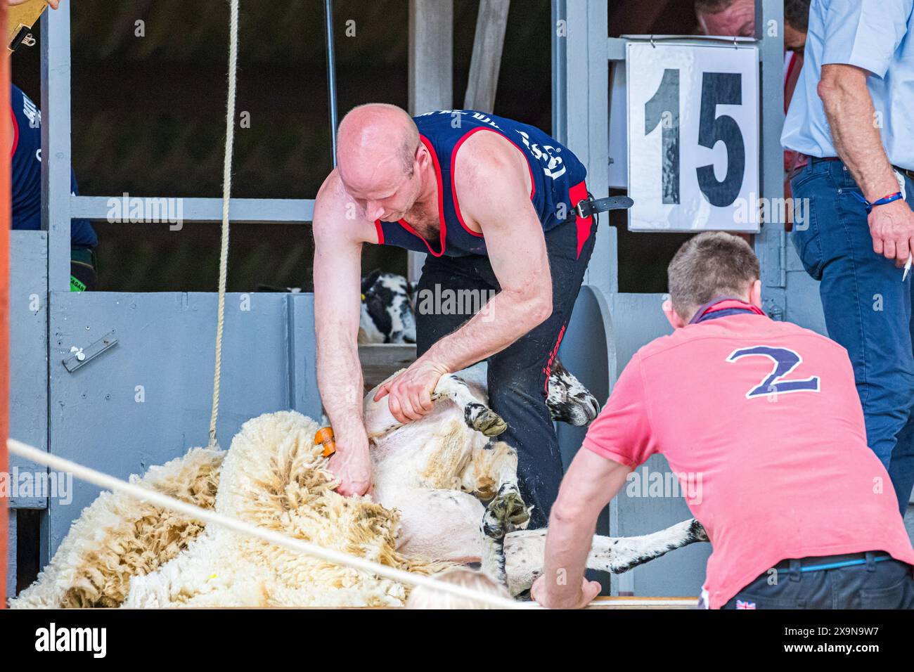 SHEPTON MALLET, SOMERSET, UK, 31st May, 2024, Six nations sheep shearing competitors in competition at the Royal Bath and West Show 2024. Credit John Rose/Alamy Live News Stock Photo