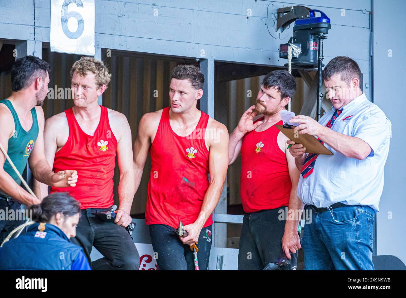 SHEPTON MALLET, SOMERSET, UK, 31st May, 2024, Six nations sheep shearing competitors in competition at the Royal Bath and West Show 2024. Credit John Rose/Alamy Live News Stock Photo