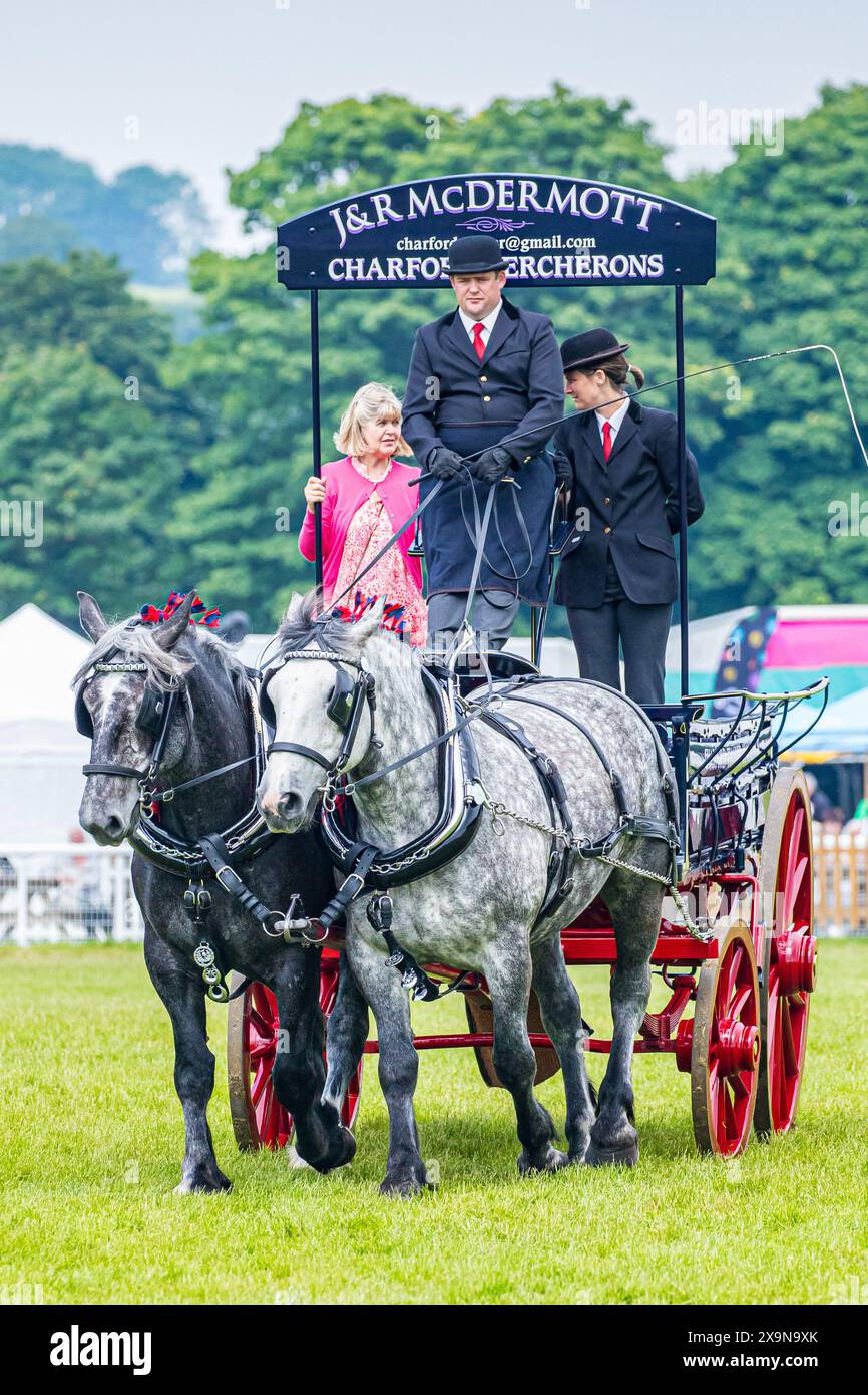 Working heavy horse harness hi-res stock photography and images - Alamy