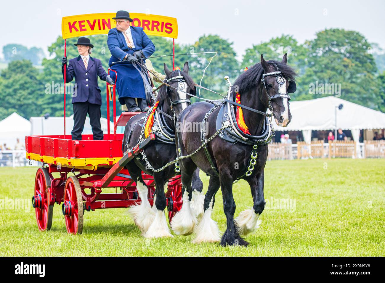 Working heavy horse harness hi-res stock photography and images - Alamy