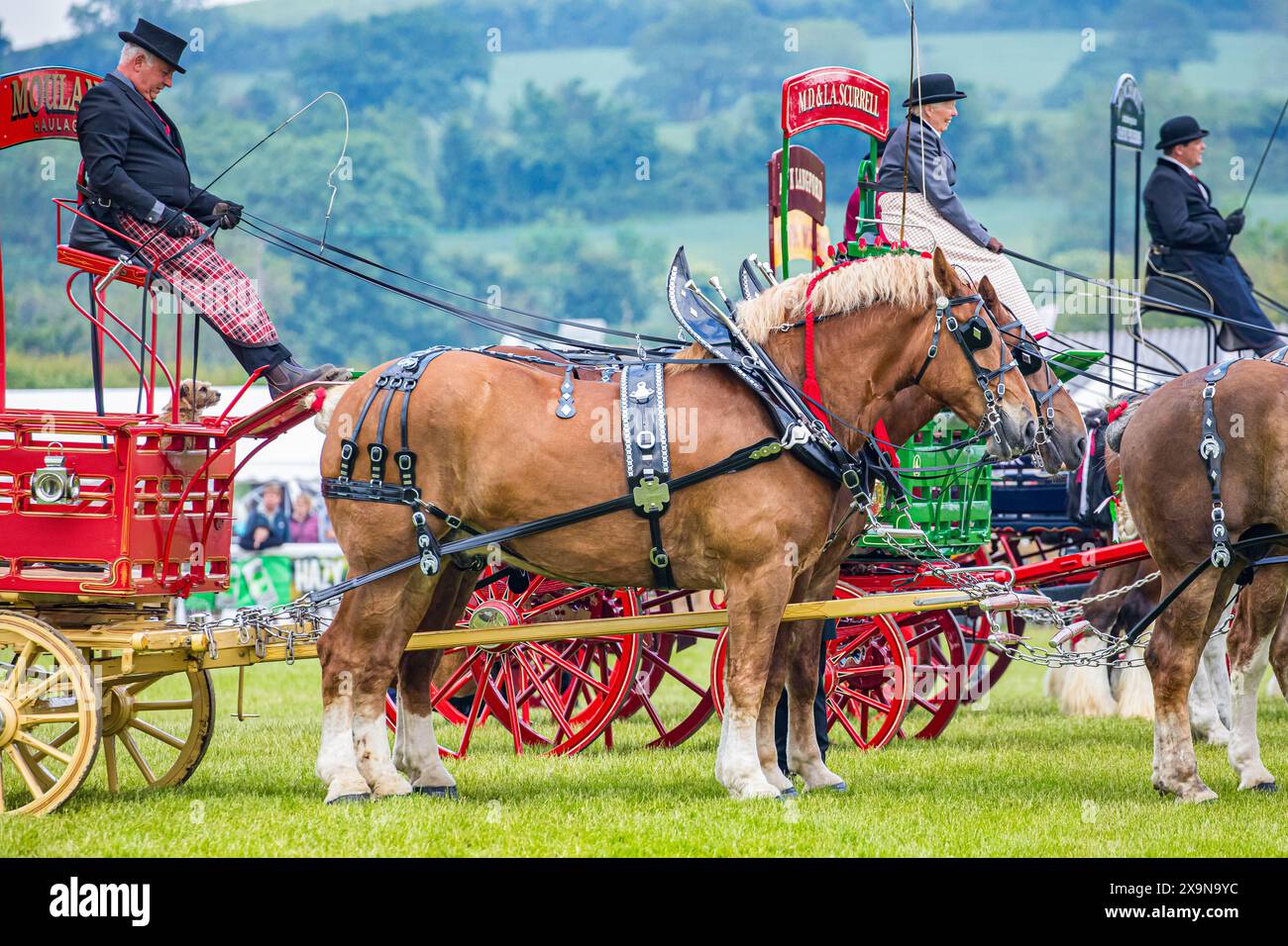SHEPTON MALLET, SOMERSET, UK, 1st June, 2024,   Images from the heavy horse competion at The Royal Bath and West Show. Credit John Rose/Alamy Live News Stock Photo