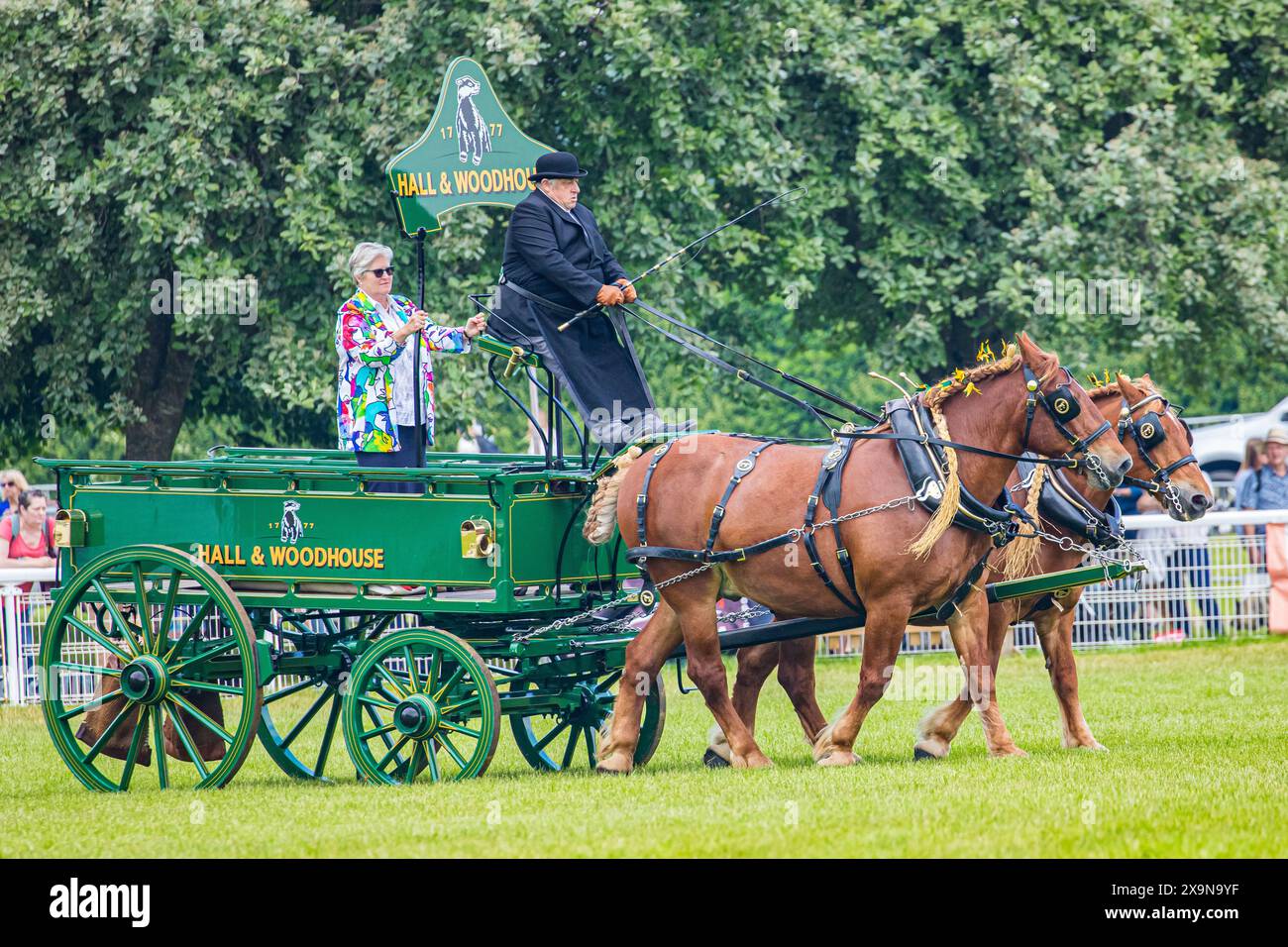 SHEPTON MALLET, SOMERSET, UK, 1st June, 2024,   Images from the heavy horse competion at The Royal Bath and West Show. Credit John Rose/Alamy Live News Stock Photo