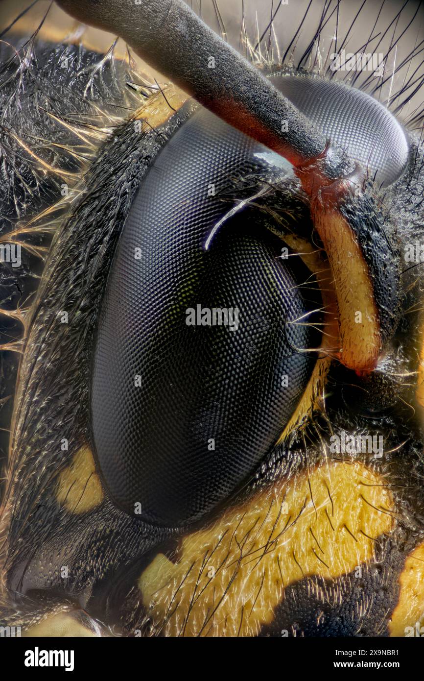 Compound eye of a common wasp (Vespula vulgaris) photographed at 10:1 magnification. Stock Photo