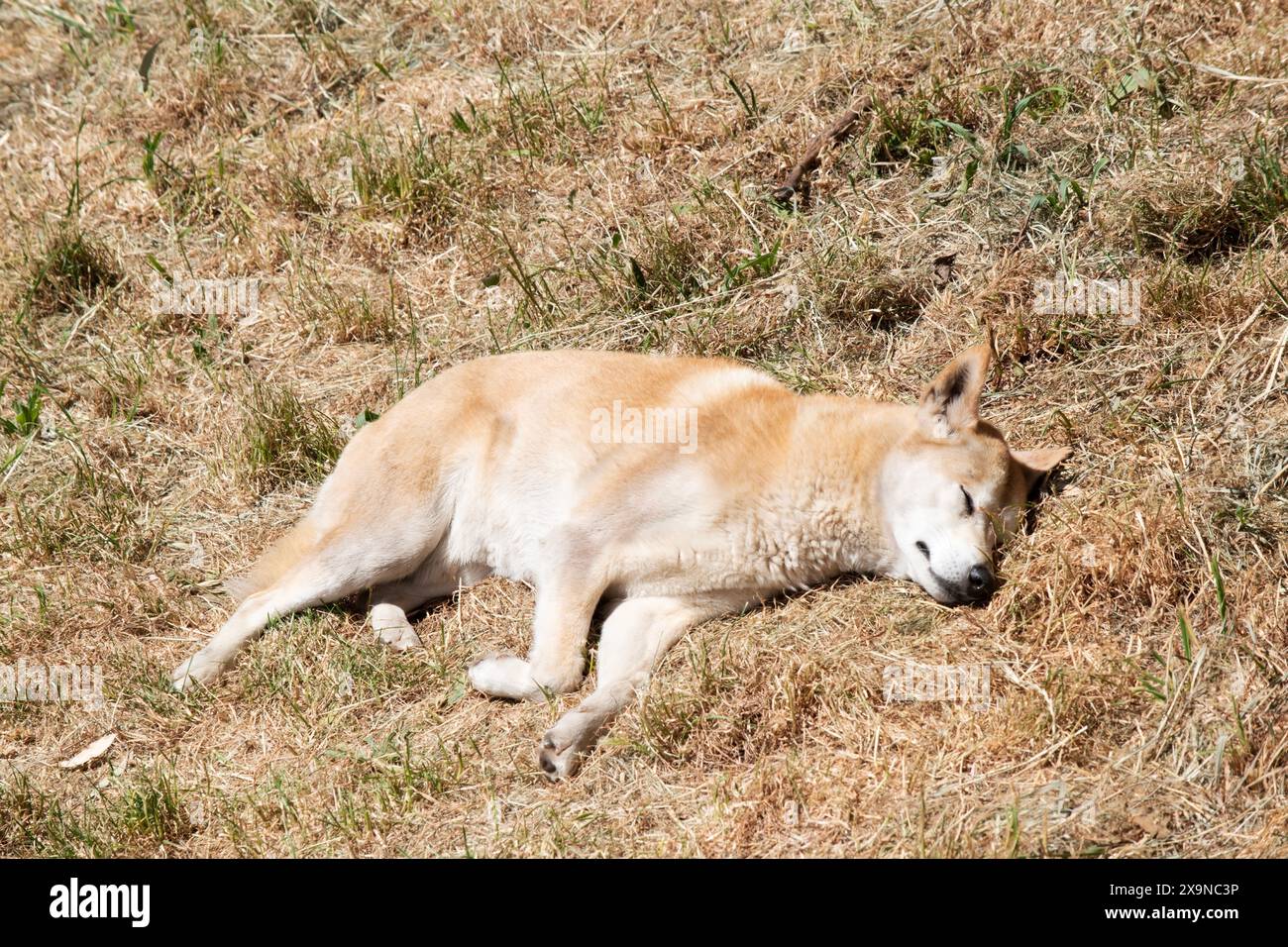 Dingos usually have a ginger coat and most have white markings on their