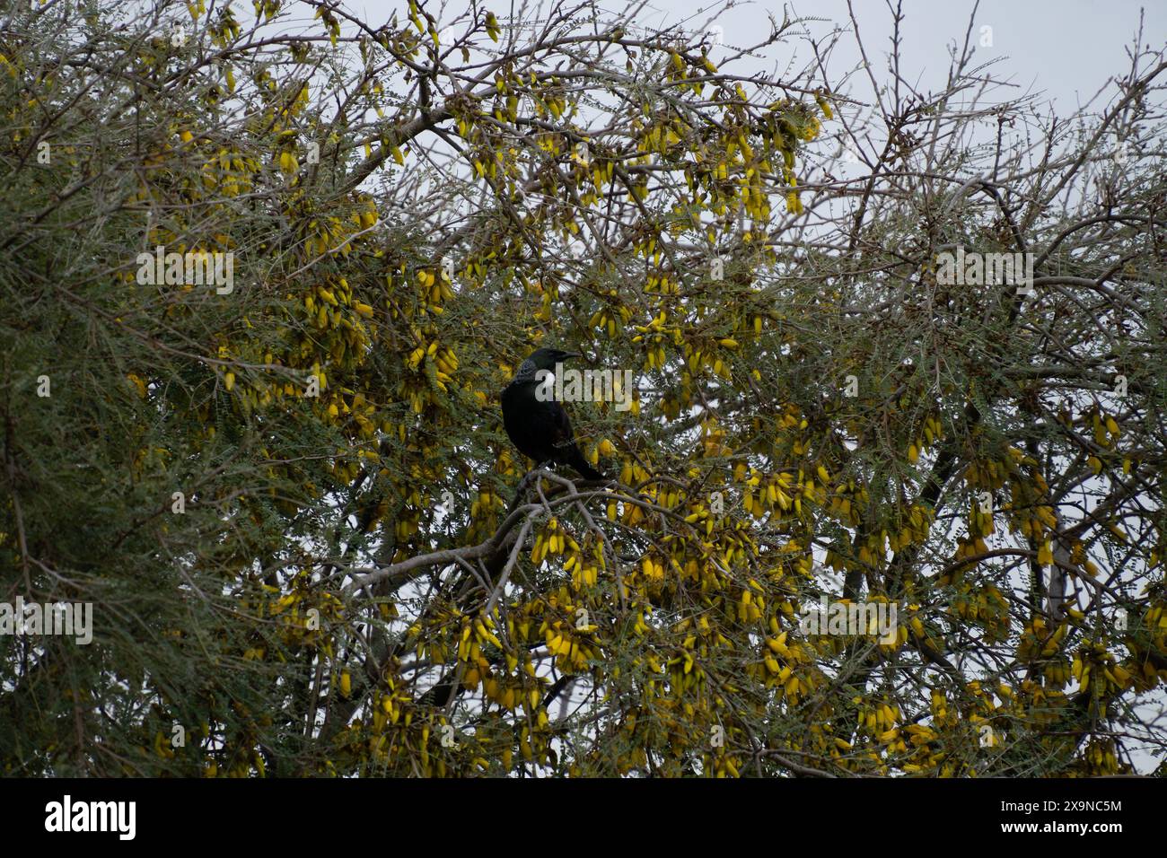 New Zealand tui bird in kowhai tree surrounded by yellow blooms. Kowhai are a source of nectar for tui. Stock Photo