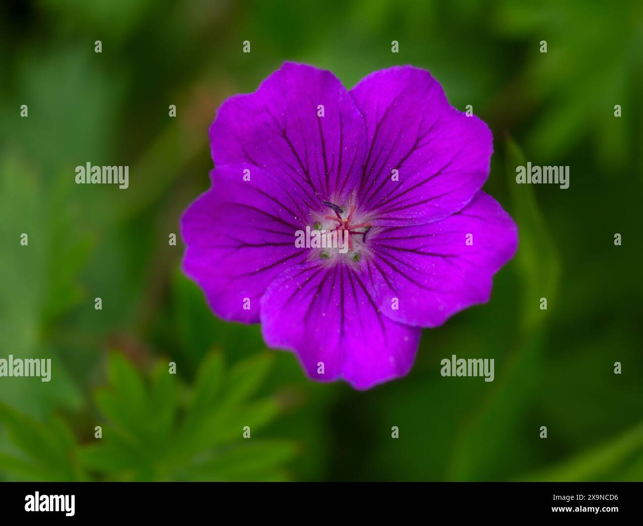 Early summer flow hi-res stock photography and images - Alamy