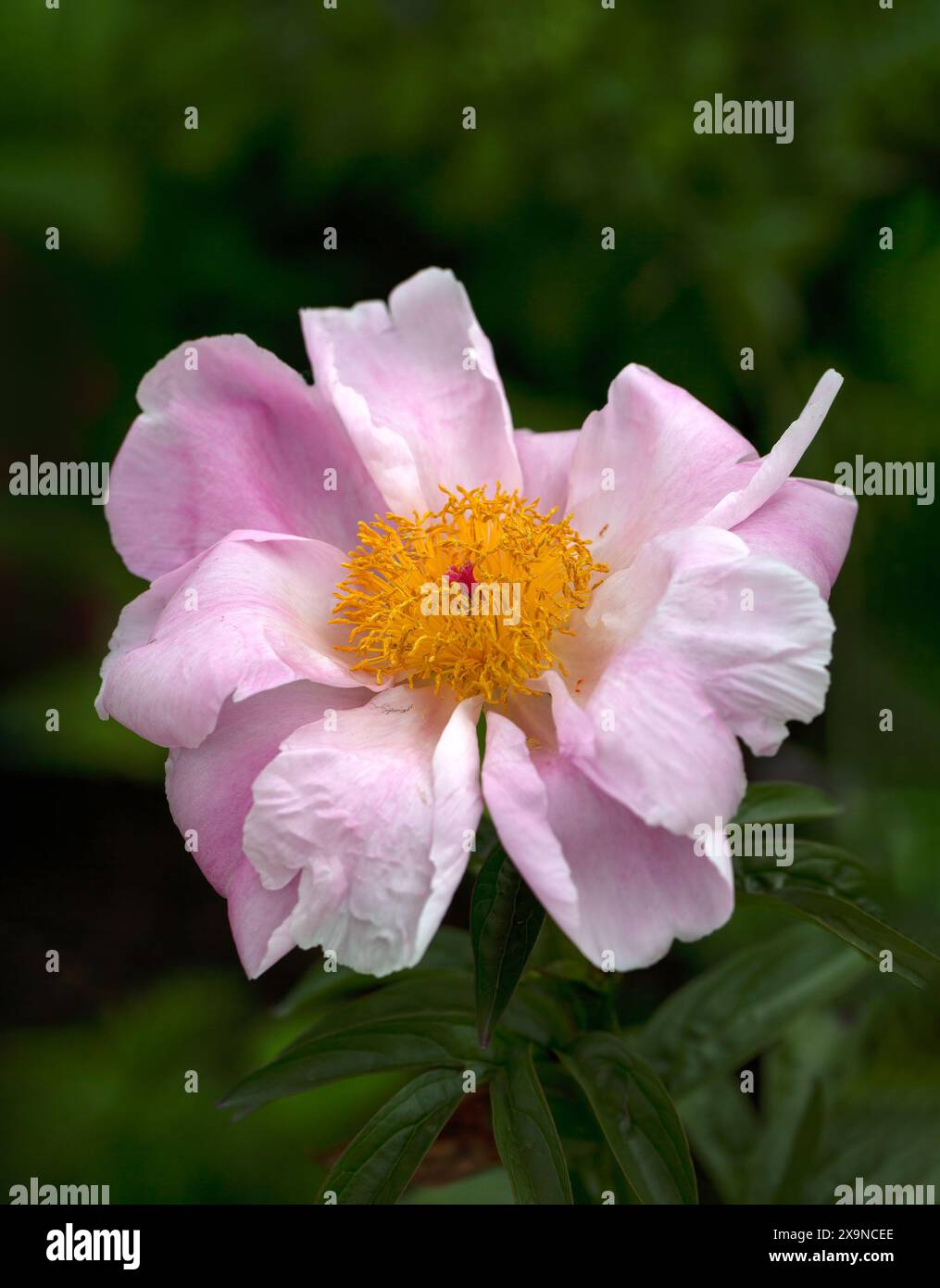 Paeonia lactiflora seashell hi-res stock photography and images - Alamy
