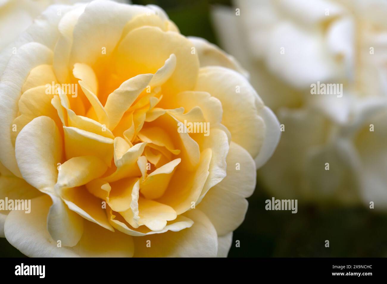 Rose single yellow rambler hi-res stock photography and images - Alamy