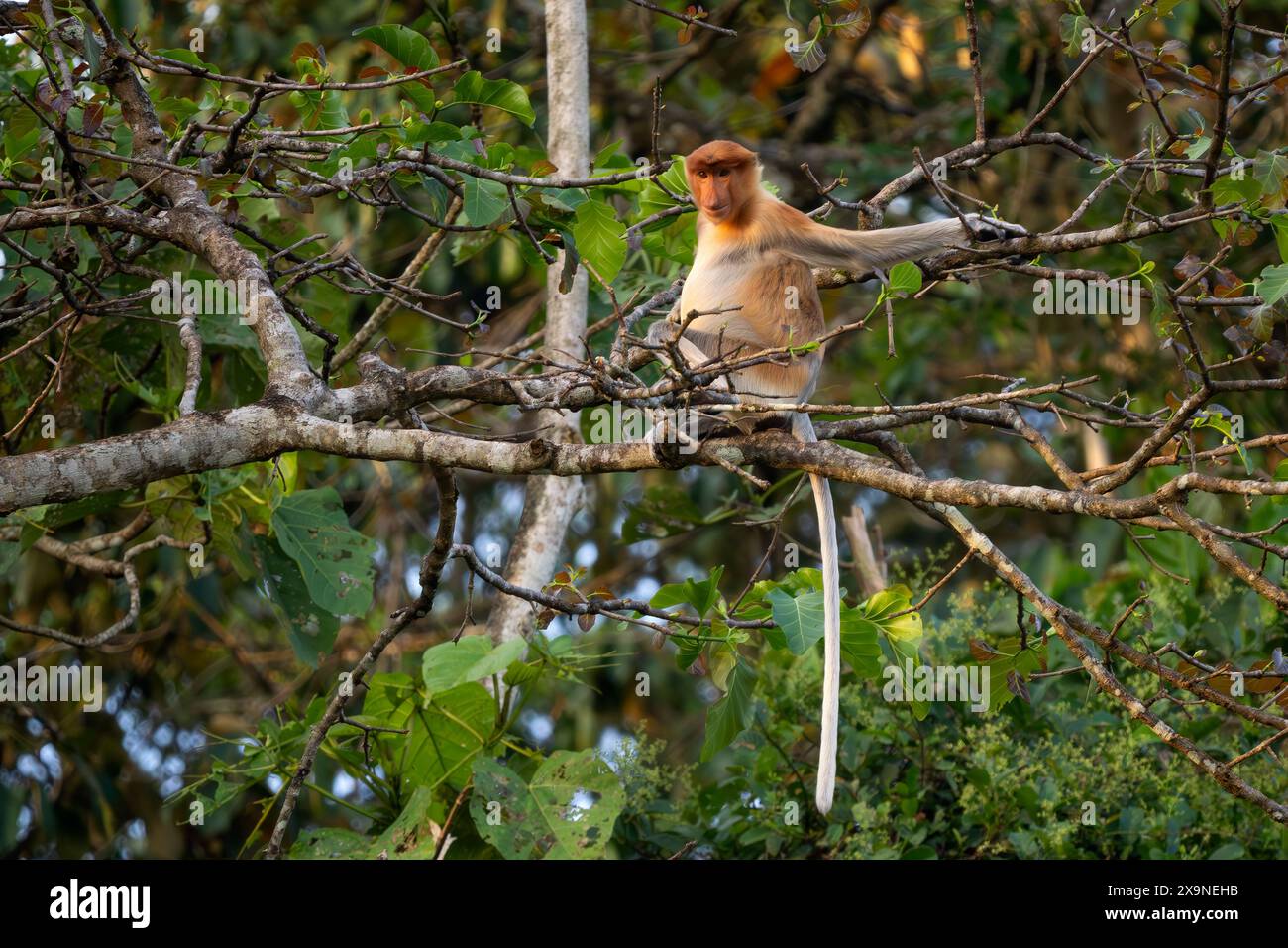 Proboscis Monkey - Nasalis larvatus, beautiful unique primate with large nose endemic to mangrove forests of the southeast Asian island of Borneo. Stock Photo