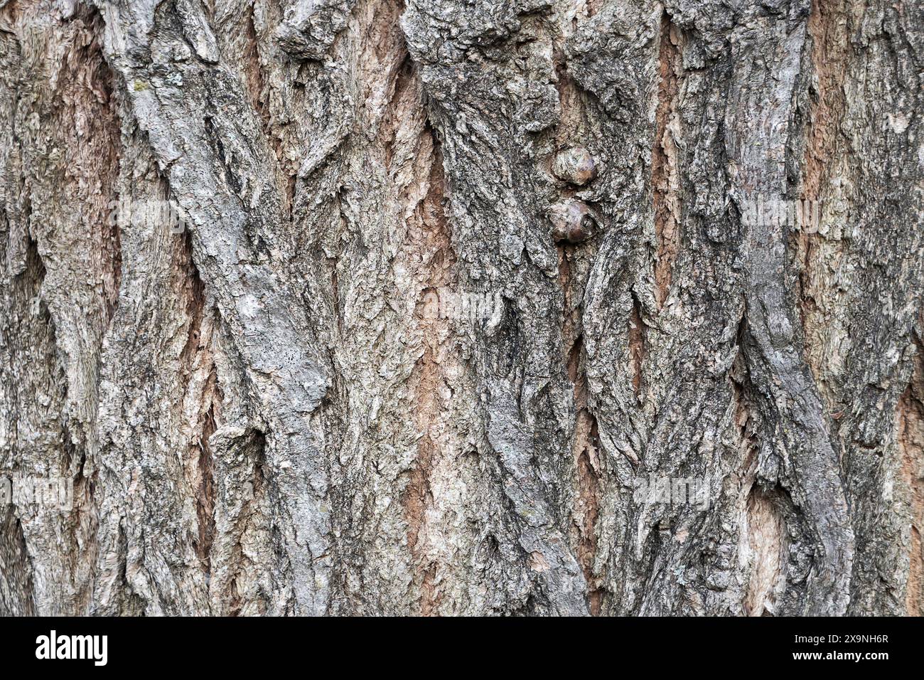 linden tree bark real pattern, natural texture ready for your design Stock Photo