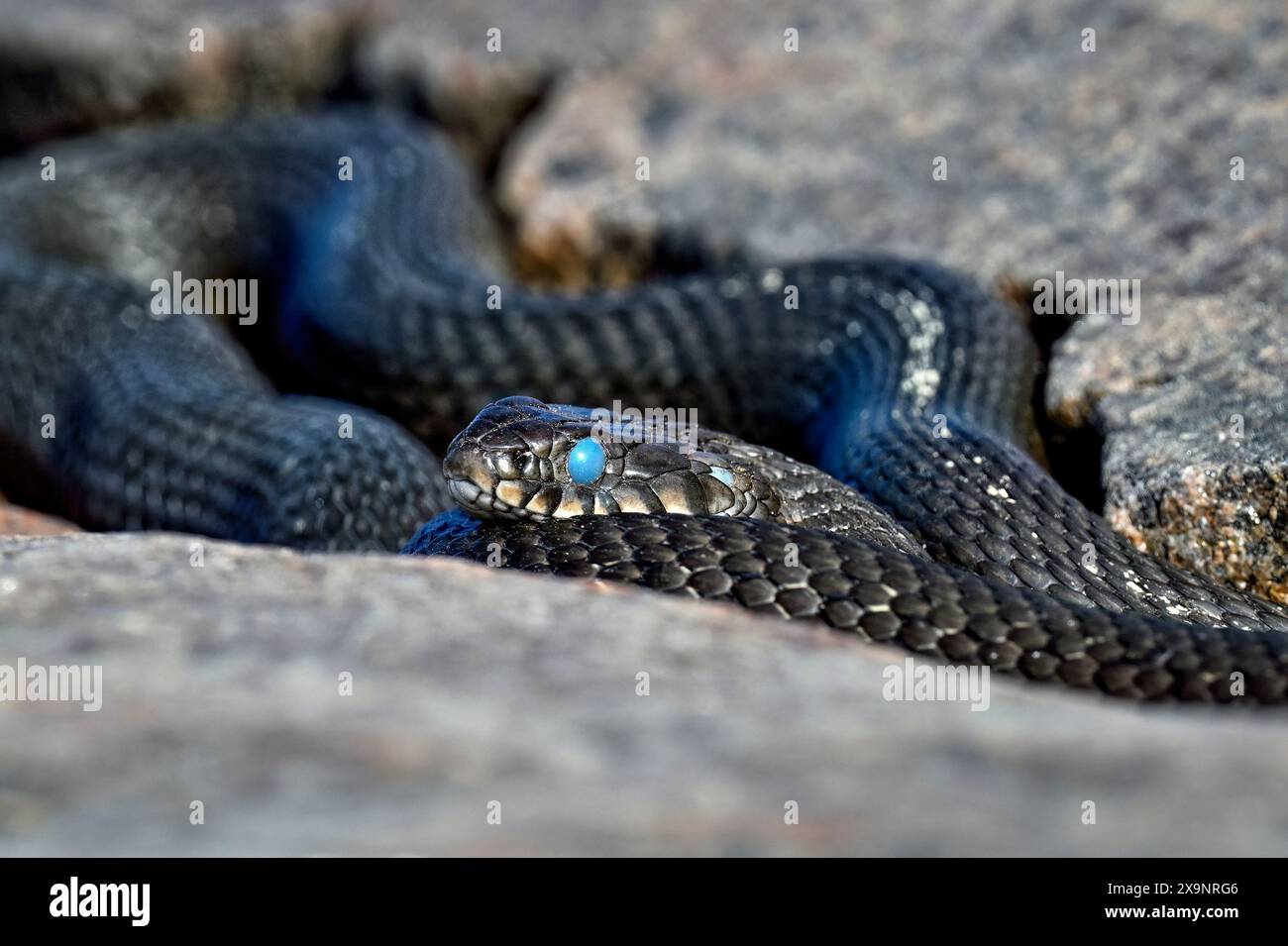 Grass snake is ready to shed the old skin away Stock Photo
