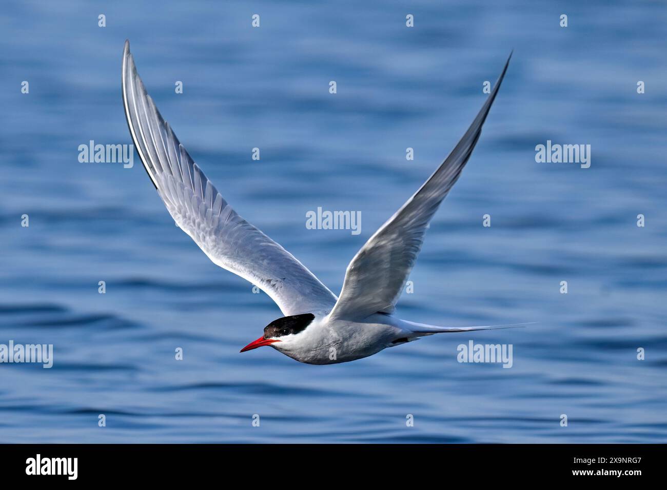 Agile flying bird hi-res stock photography and images - Alamy