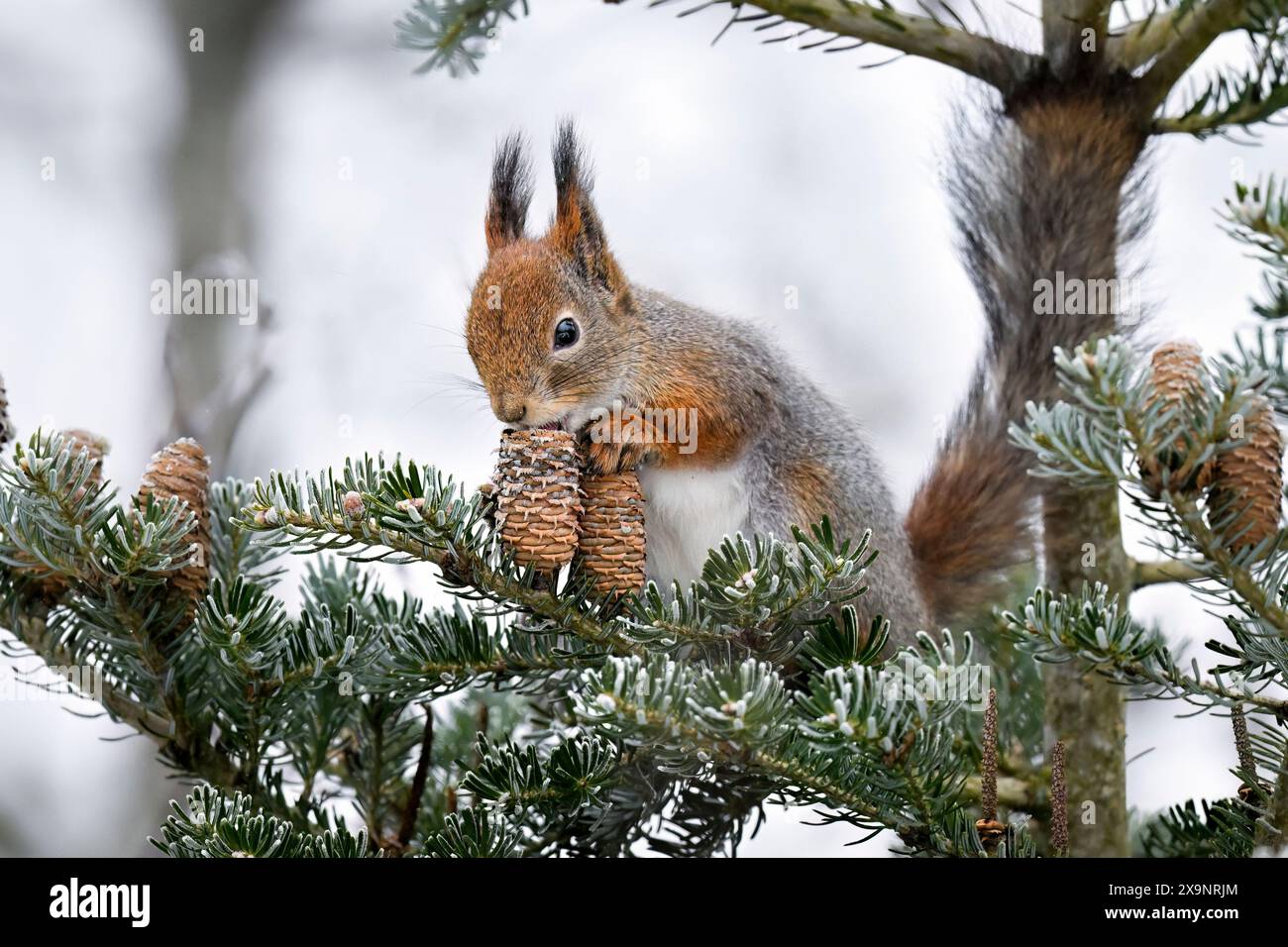 Squirrel eating conifer cone  in winter Stock Photo