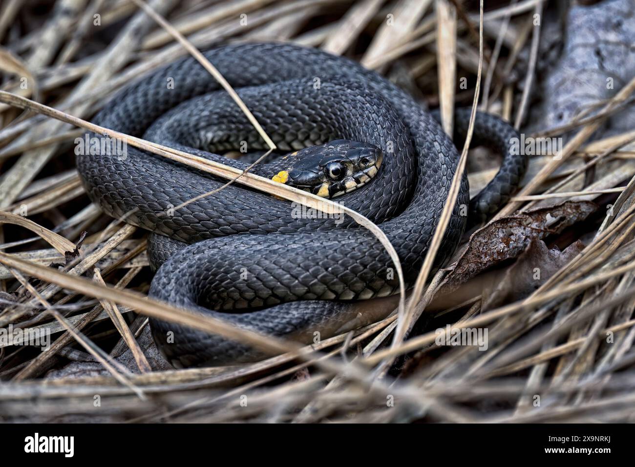 Grass snake basking in spring Stock Photo