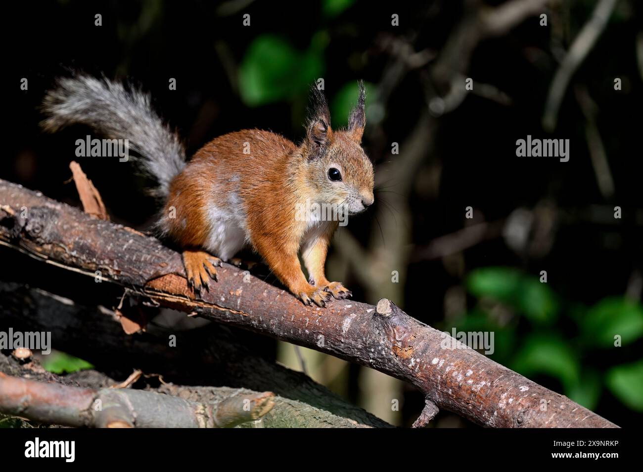 Squirrel on stand-by Stock Photo