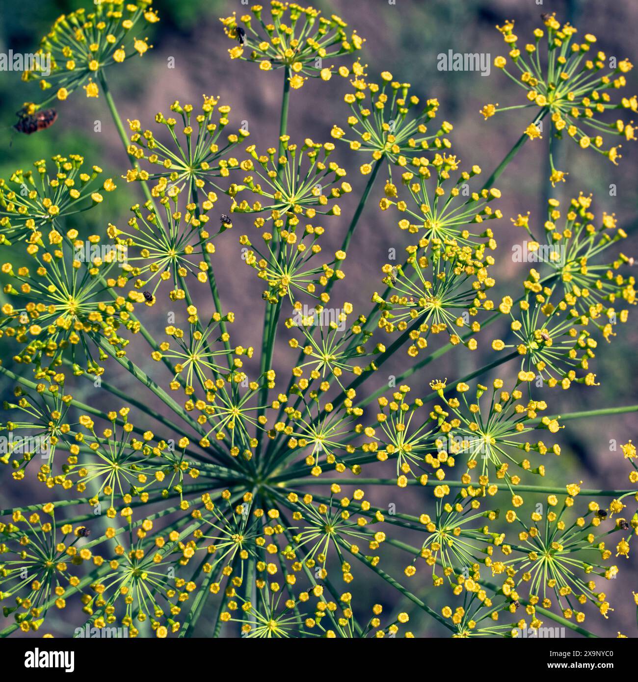 Slender leafy stems hi-res stock photography and images - Alamy