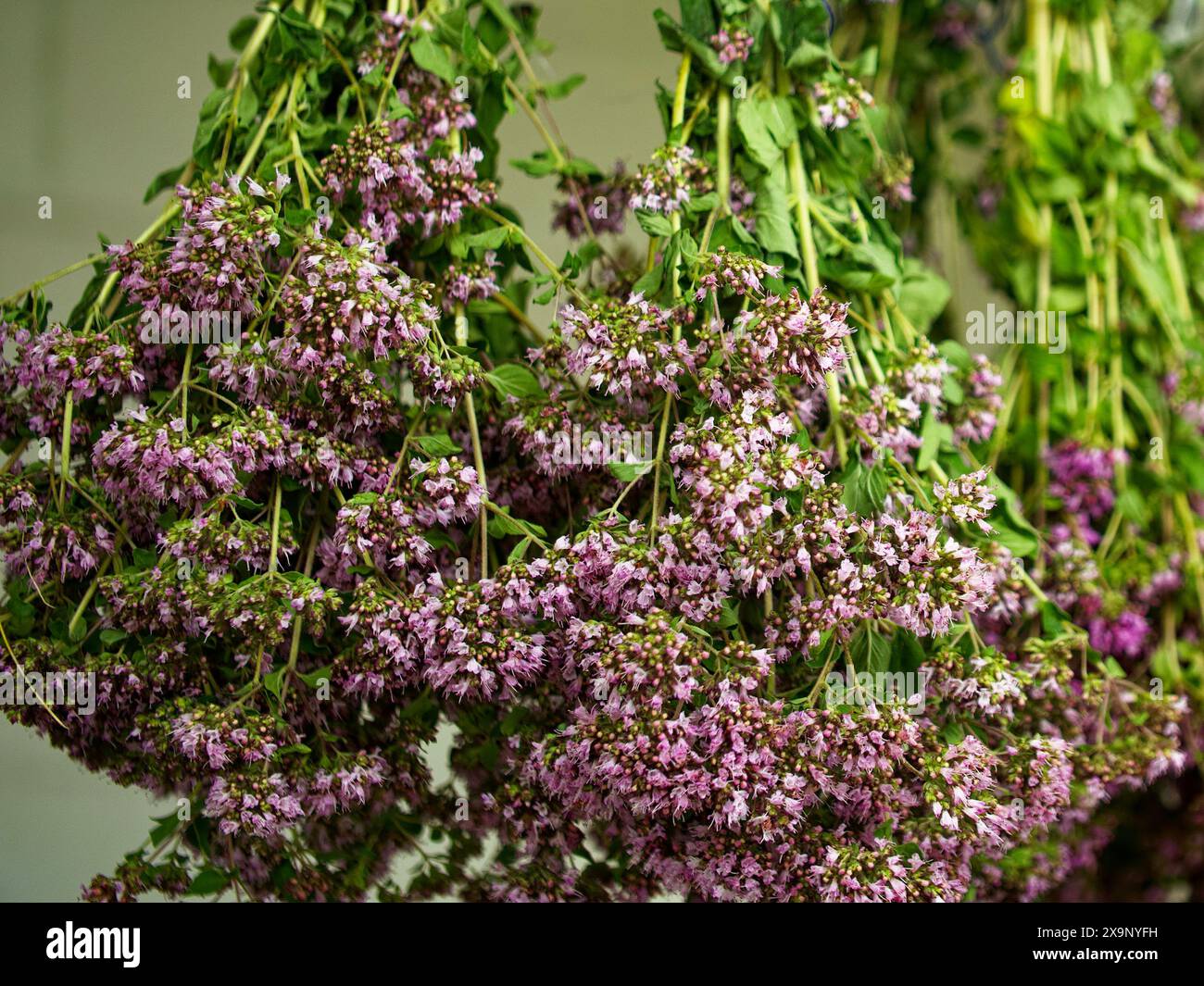 A collection of green and flowering herbs suspended for air-drying, highlighting an organic and traditional practice. Stock Photo