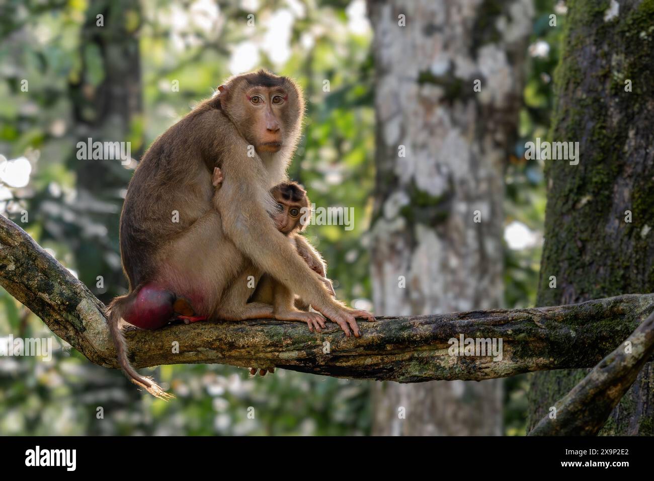 Southern Pig-tailed Macaque - Macaca nemestrina, large powerful macaque ...