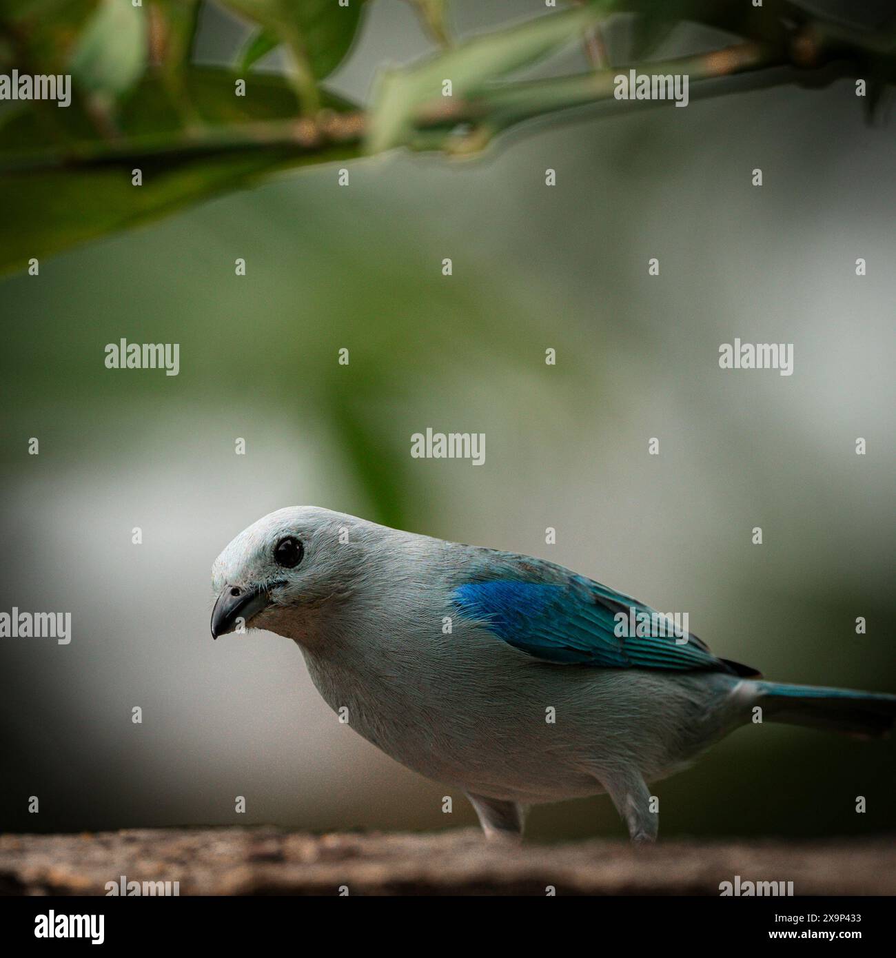 beautiful blue and white bird in the woods Stock Photo