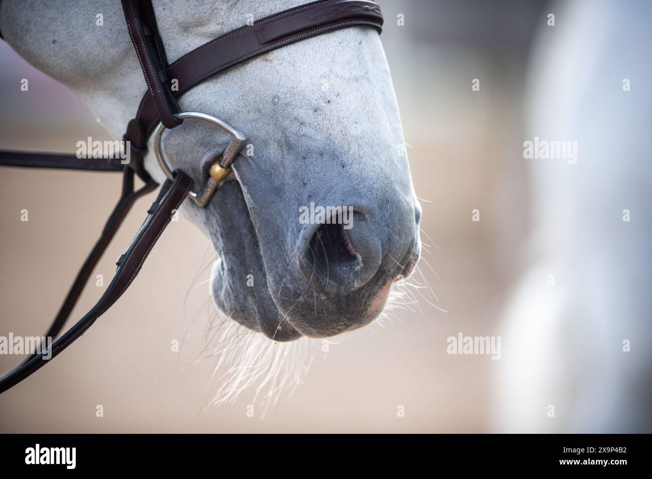 A grey horse has been bathed, braided, tacked up and ready to compete in an Equestrian Show Jumping event in Canada. Stock Photo