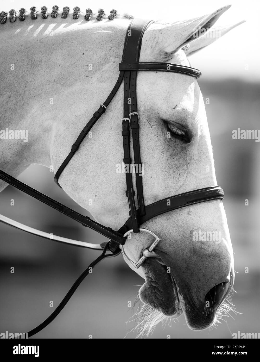 A grey horse has been bathed, braided, tacked up and ready to compete in an Equestrian Show Jumping event in Canada. Stock Photo