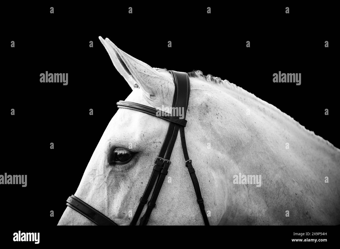 A grey horse has been bathed, braided, tacked up and ready to compete in an Equestrian Show Jumping event in Canada. Stock Photo