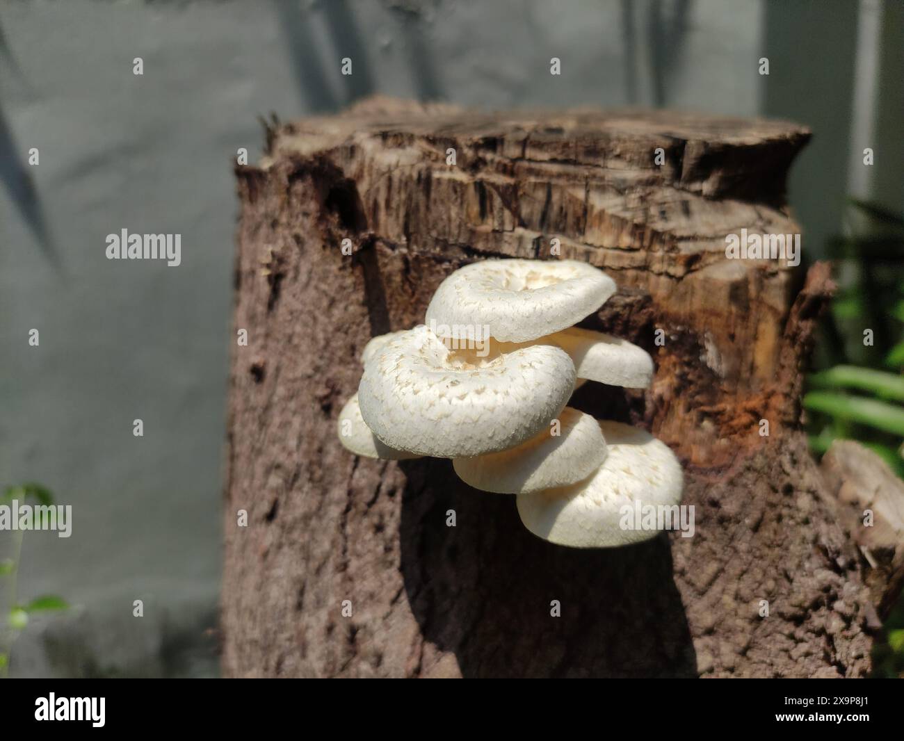 white fungus that grows on dead wood Stock Photo - Alamy